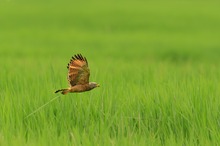 Wegebussard - Rorschnabelbussard - Roadside-Hawk-Buteo-magnirostris