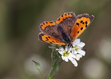 Kleiner Feuerfalter - Lycaena phlaeas