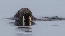 Walross / Odobenus rosmarus / Walrus