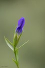 Gewöhnlicher Fransenenzian