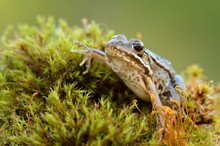 junger Wasserfrosch