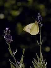 Schlichte Schönheit