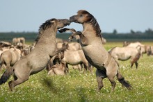 Konik Wildpferde