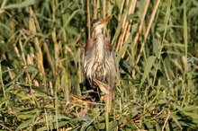 Purpurreiher mit 3 Jungtiere im Nest