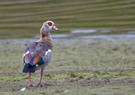 Nilgans (Alopochen aegyptiacus)