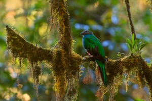 Quetzal_F