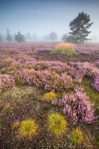 Die Heide blüht