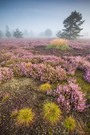 Die Heide blüht