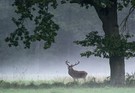 Dieser etwas hochnäsig schauende Hirsch....