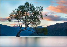 The Wanaka Tree