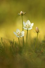 Sumpf-Herzblatt (Parnassia palustris)