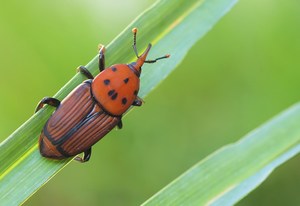 Rynchophorus ferrugineus - wunderschöner Schädling