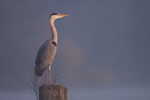 der Wächter