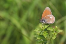 Im Wiesendschungel