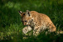 Luchs