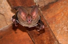 Die Fransenlippenfledermaus (Trachops cirrhosus) ...