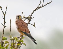 Turmfalke auf einem Apfelbaum