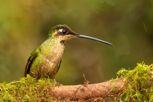 Violettkron-Brilliantkolibri - Magnificent Hummingbird - Eugenes fulgens