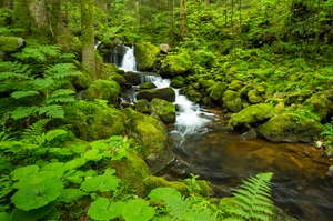 Südschwarzwald