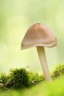 Ein drei Zentimeter kleiner Pilz