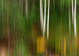 Bunt im Wald