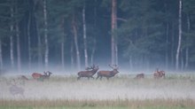 Kaum hat die Brunft des Rotwildes begonnen....