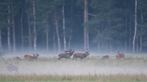 Kaum hat die Brunft des Rotwildes begonnen....