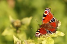 Ein (letzter?) Hauch vom Sommer