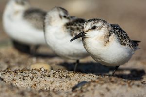 Sanderling