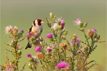 „Distel – Fink“