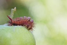 Der Buchen-Streckfuß