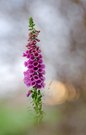 Digitalis purpurea