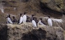 "Pinguine" der Arktis