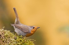 Rotkehlchen auf dem Sprung