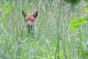 Die Fähe