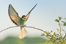 Landeanflug im späten Licht