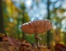 Ein Männlein steht im Walde