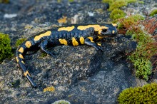 Feuersalamander