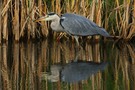 Libellen-Reiher