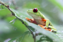 Rotaugenlaubfrosch