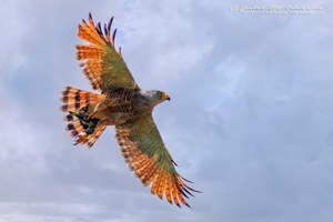 Wegebussard mit Beute