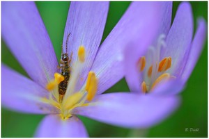 Herbstzeitlose mit Besucher