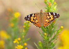 Distelfalter im Lieblingsambiente