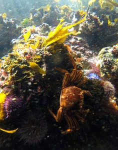 Cape Rock Crab