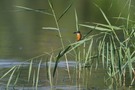 Eisvogel auf Schilfhalm