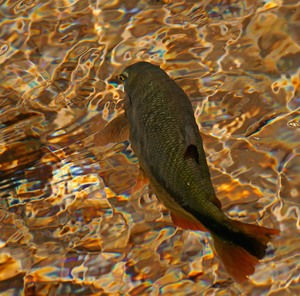 In einem Klarwasserfluss