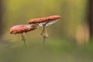 Im Fliegenpilzwald II