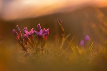 Gentiana germanica