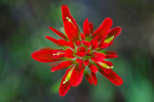 Indian paintbrush