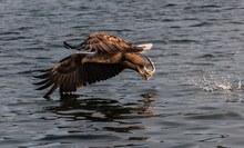 Seeadler